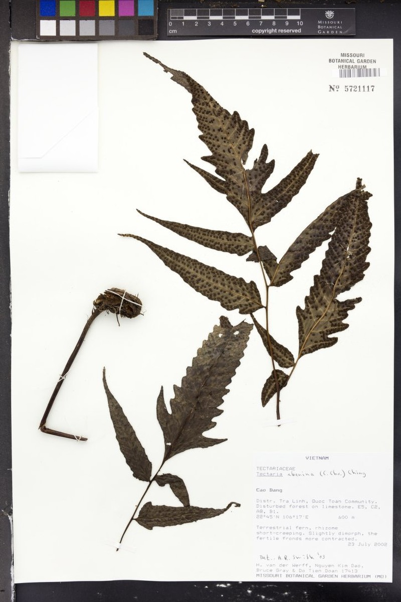 Tectaria ebenina photo 4