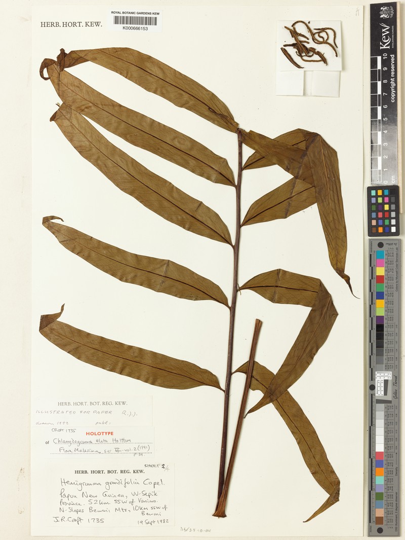 Tectaria elata