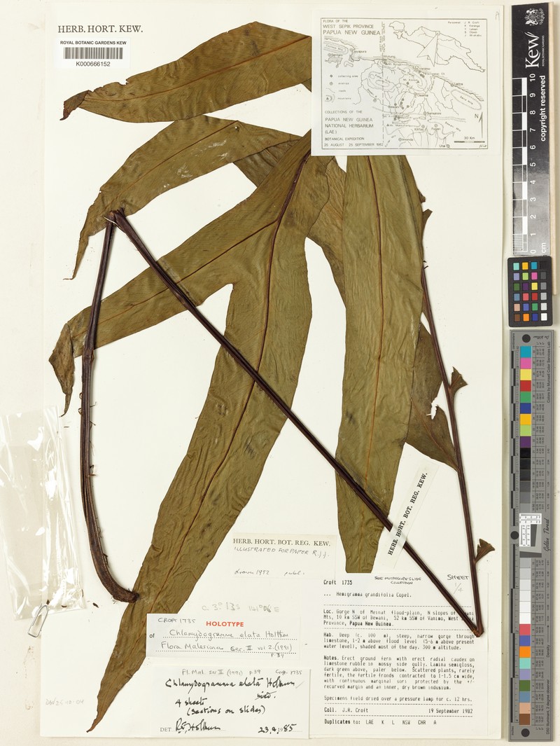 Tectaria elata photo 2