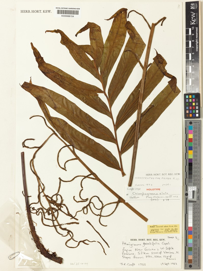 Tectaria elata photo 3
