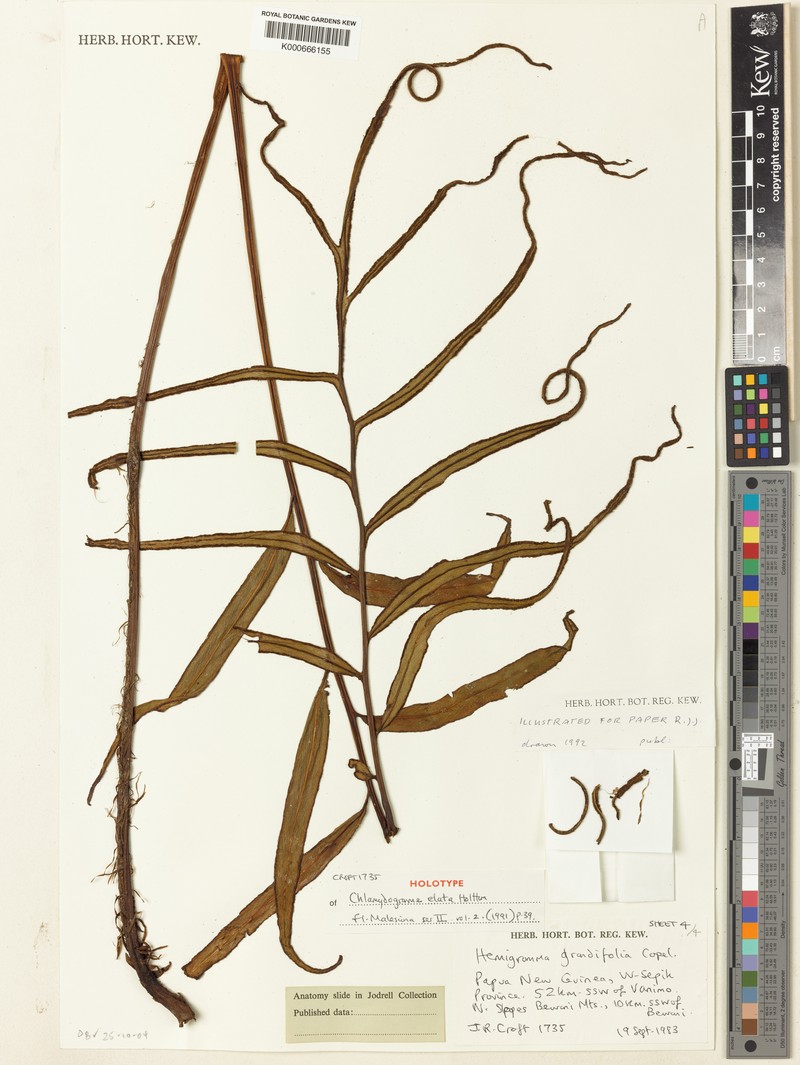 Tectaria elata photo 4