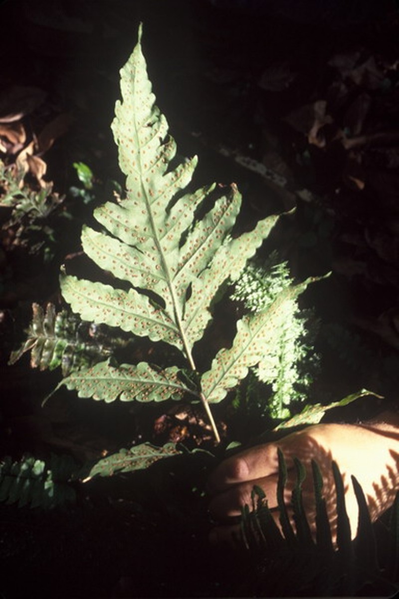 Tectaria estremerana