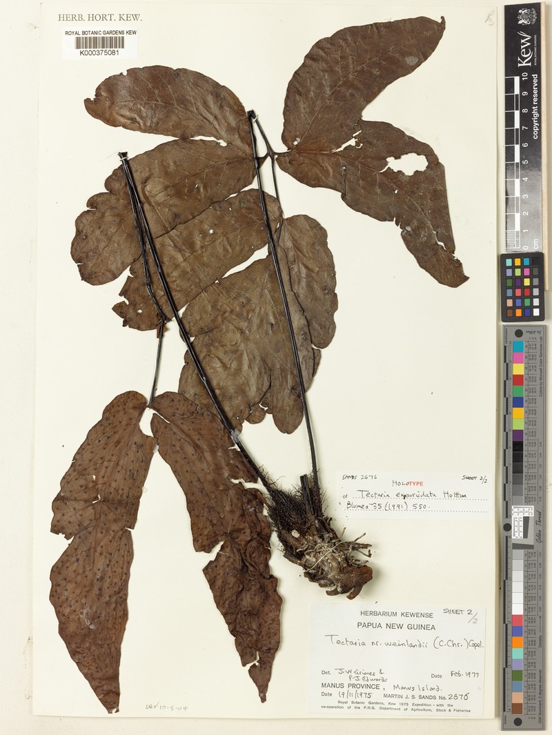 Tectaria exauriculata