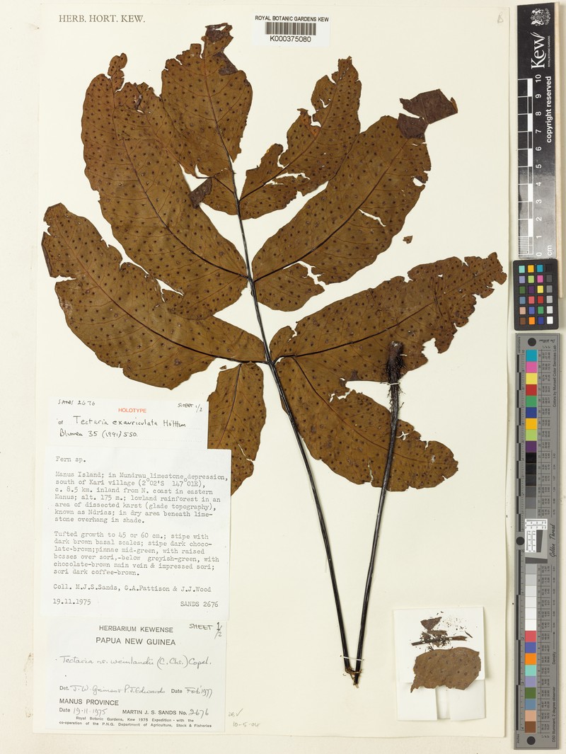 Tectaria exauriculata photo 2