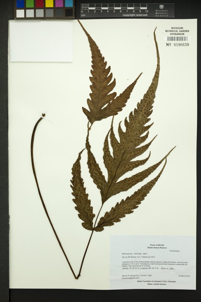 Tectaria faberiana