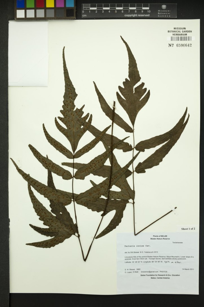 Tectaria faberiana photo 2