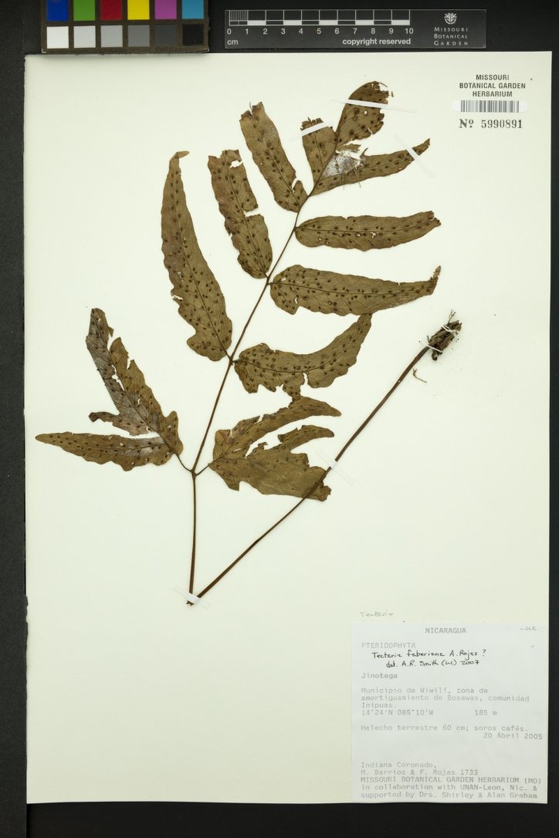 Tectaria faberiana photo 3