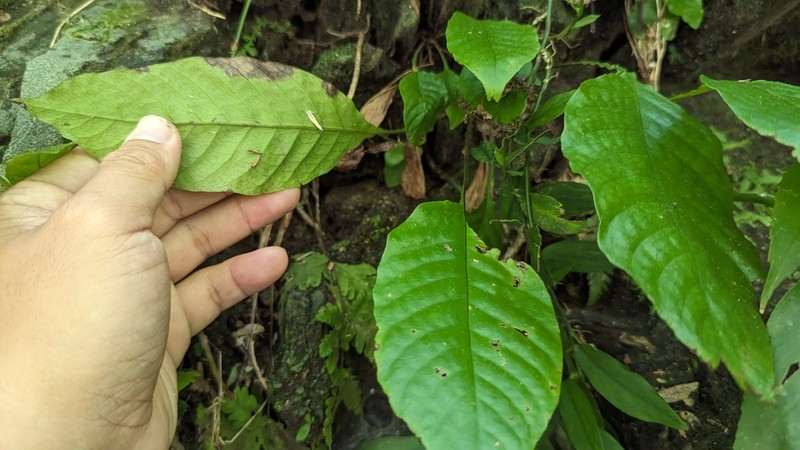 Tectaria fauriei