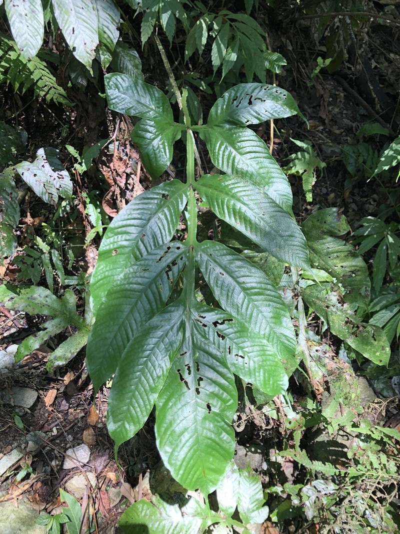 Tectaria fauriei photo 3