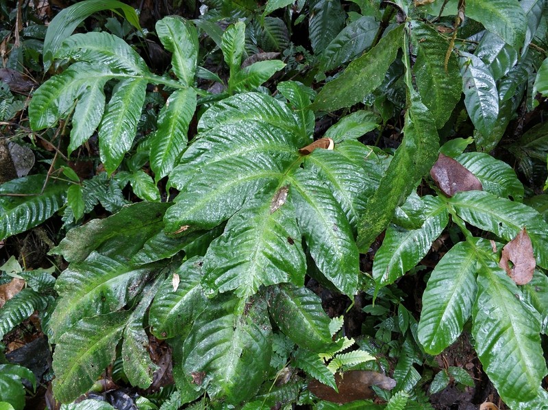 Tectaria fauriei photo 4