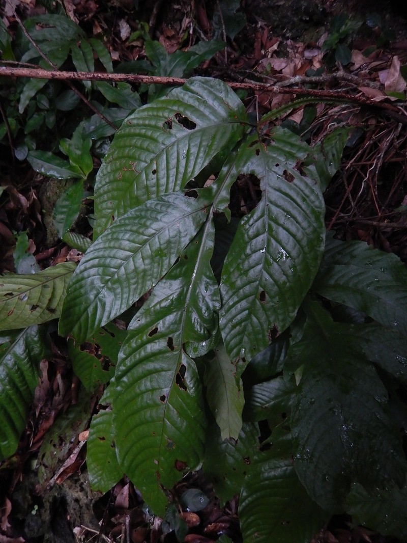 Tectaria fauriei photo 5