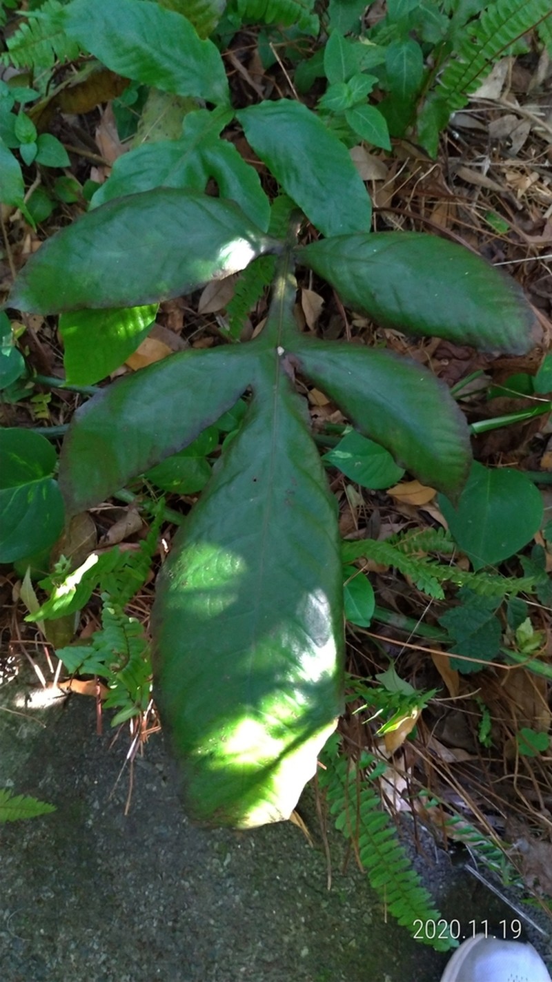 Tectaria fauriei photo 6