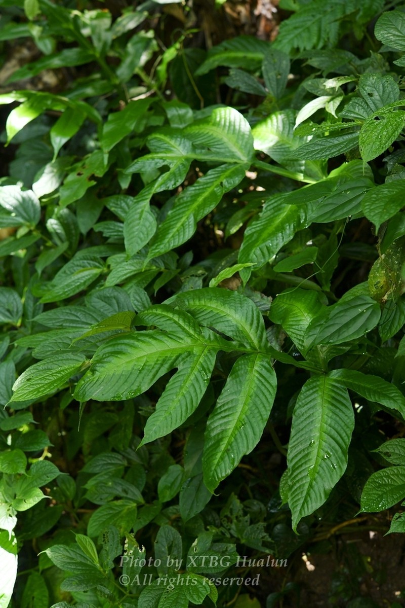 Tectaria fauriei photo 8
