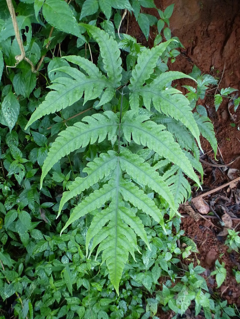 Tectaria fernandensis