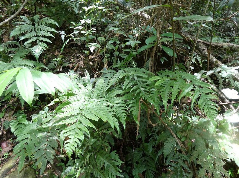 Tectaria fernandensis photo 2