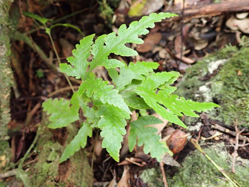 Least Halberd Fern
