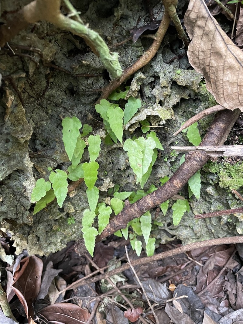 Least Halberd Fern photo 2