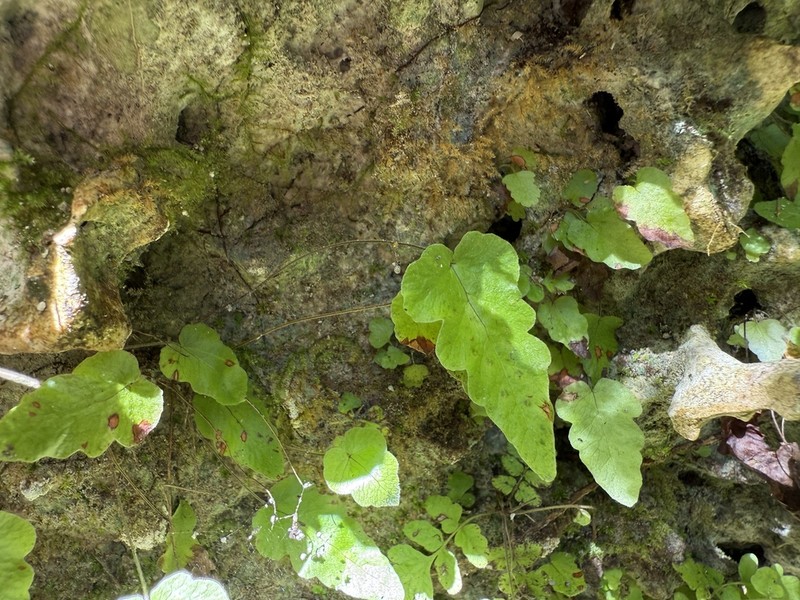Least Halberd Fern photo 3
