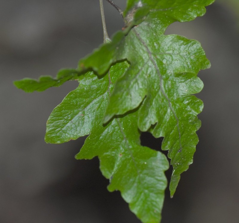 Least Halberd Fern photo 4