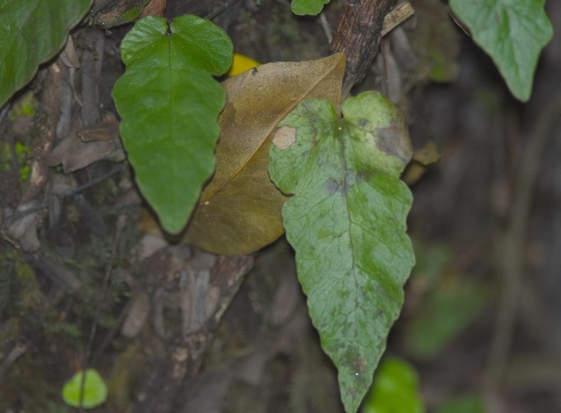 Least Halberd Fern photo 5