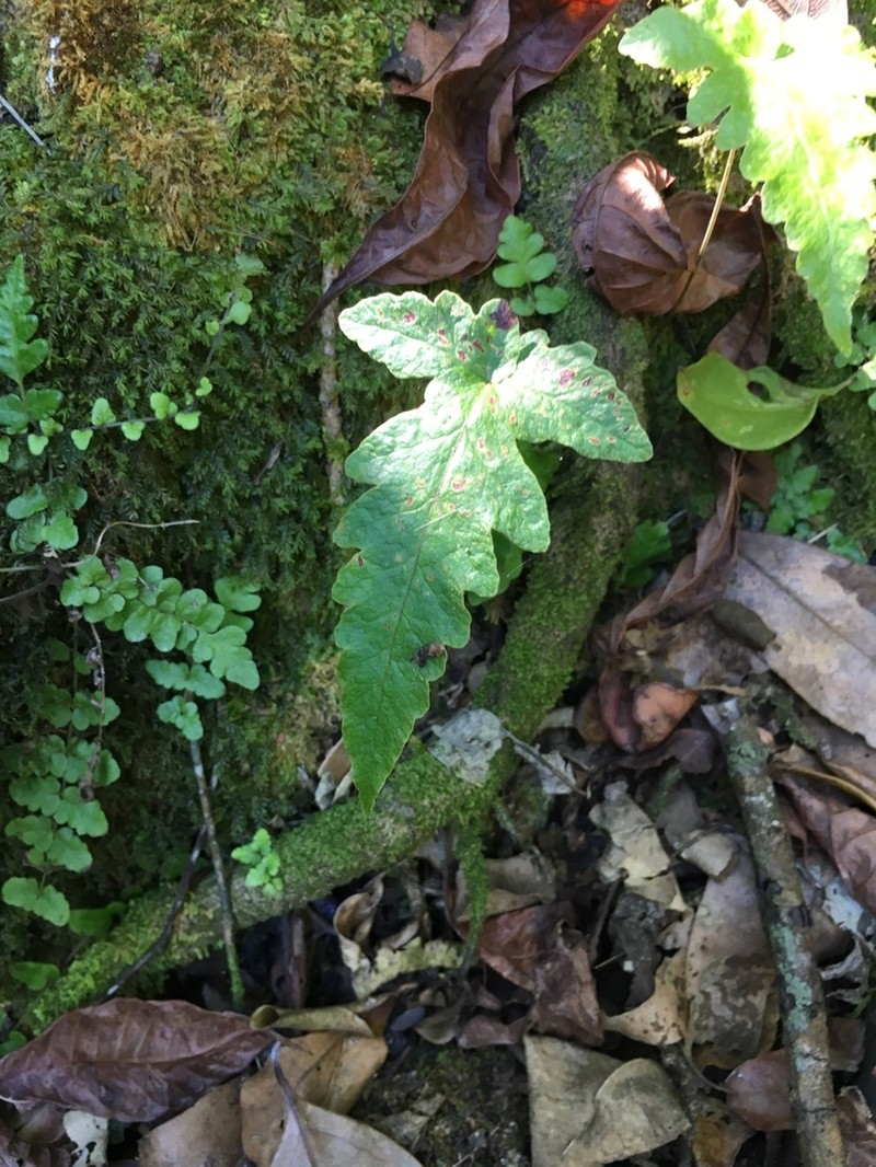 Least Halberd Fern photo 6