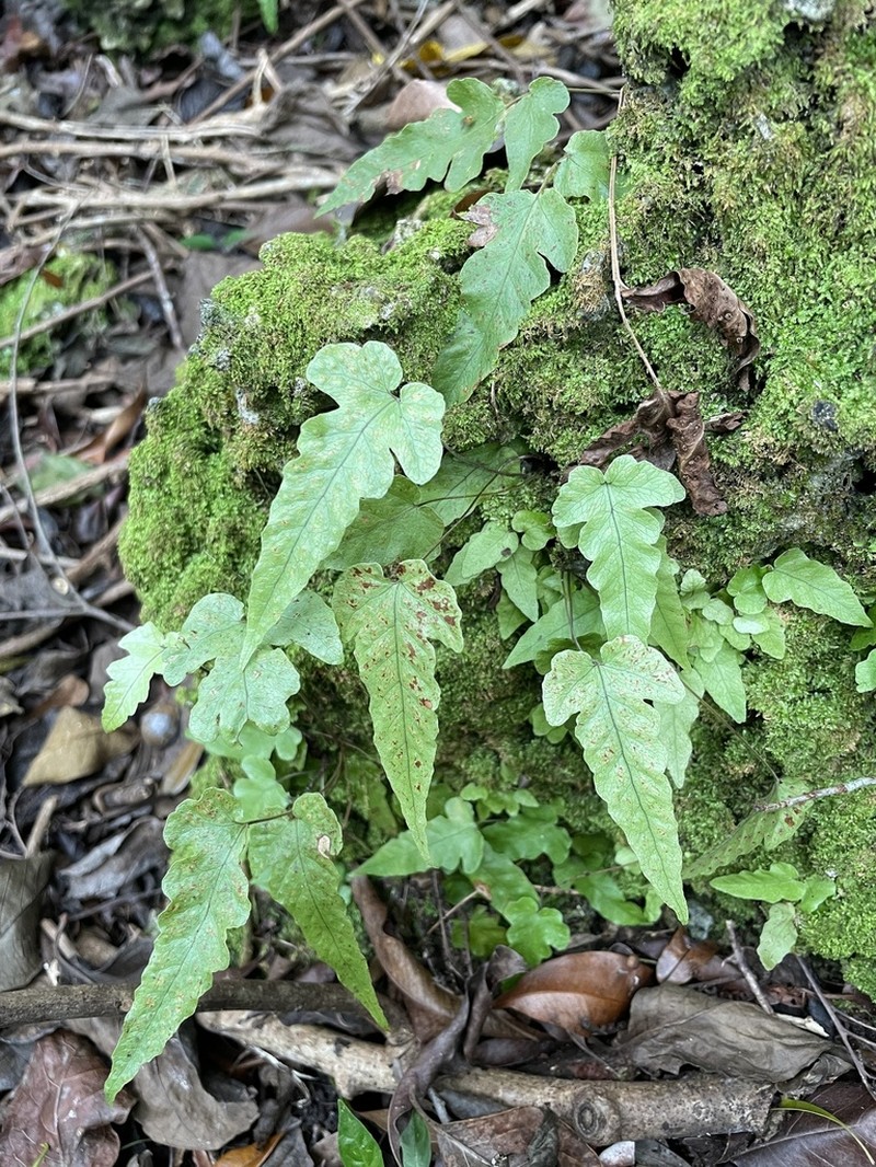 Least Halberd Fern photo 7