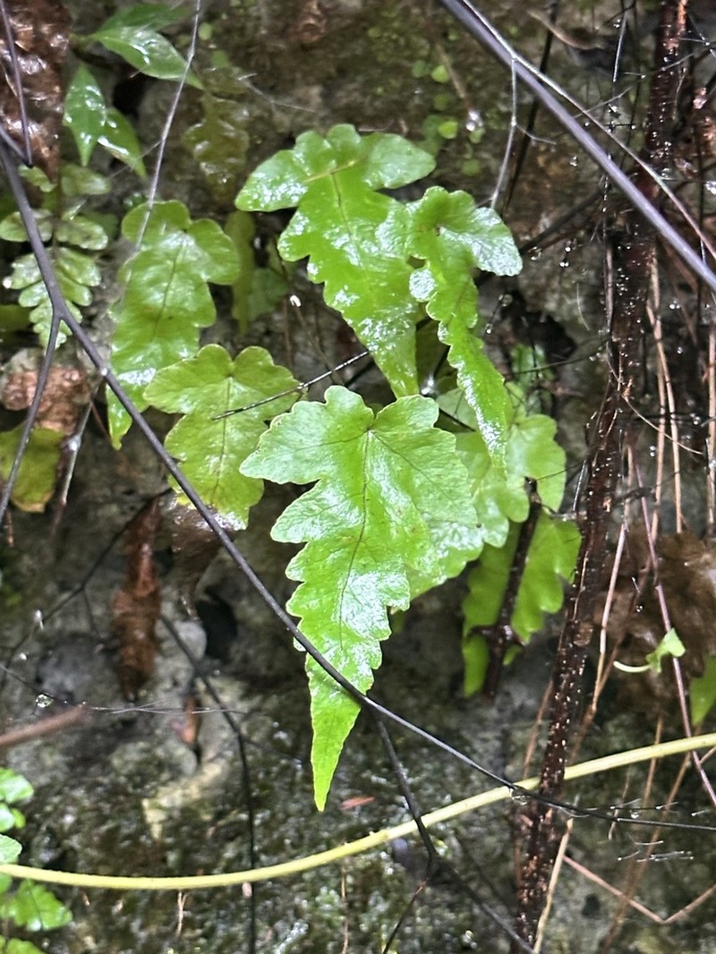 Least Halberd Fern photo 8