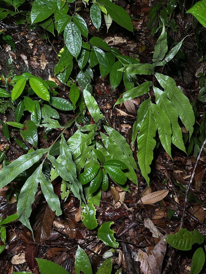 Tectaria fissa