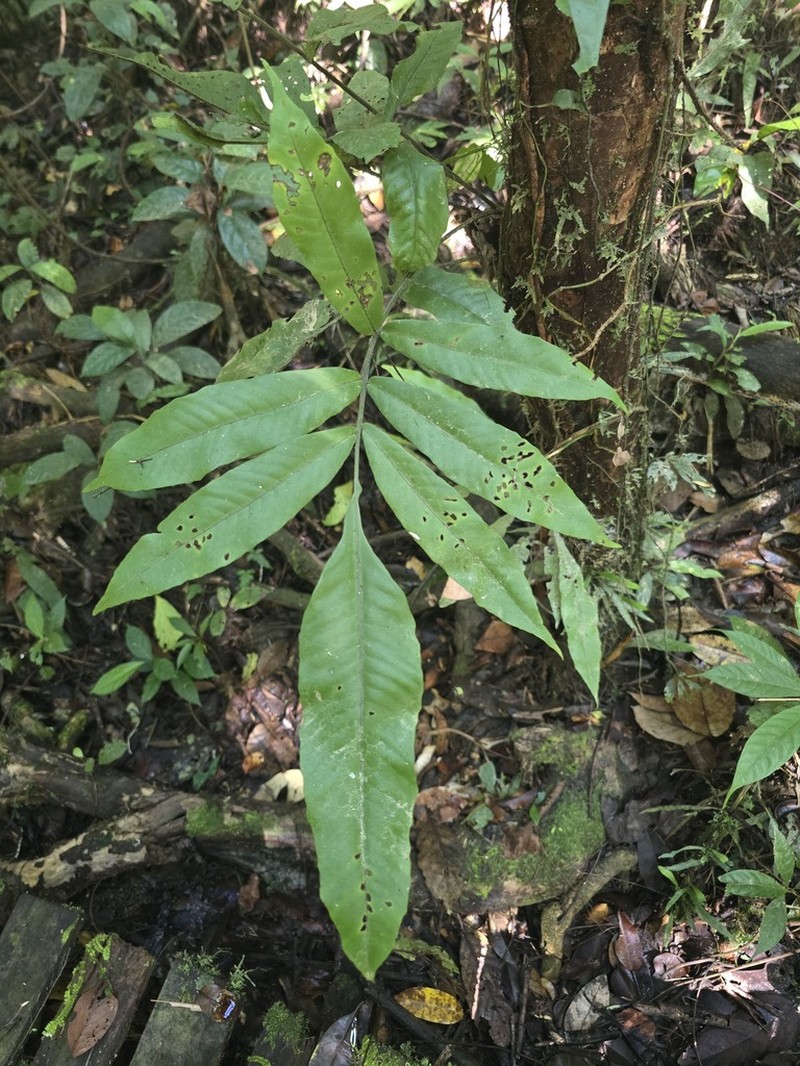 Tectaria fissa photo 7