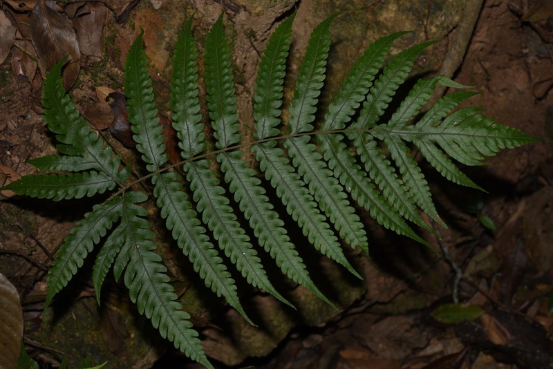Tectaria fungii