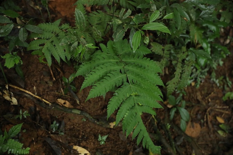 Tectaria fuscipes