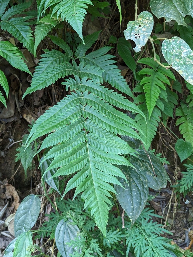 Tectaria fuscipes photo 2