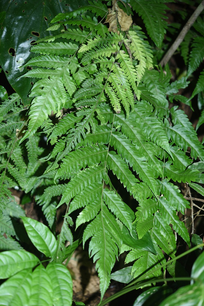 Tectaria fuscipes photo 6