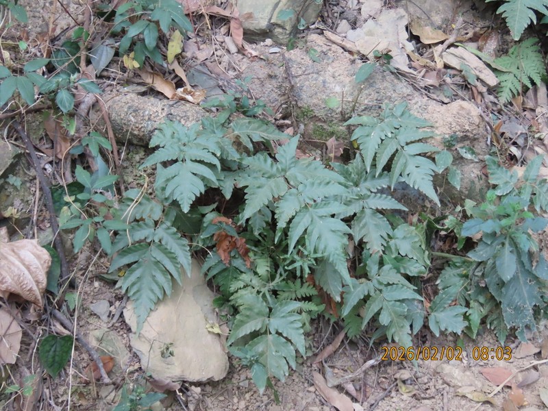 Tectaria fuscipes photo 8