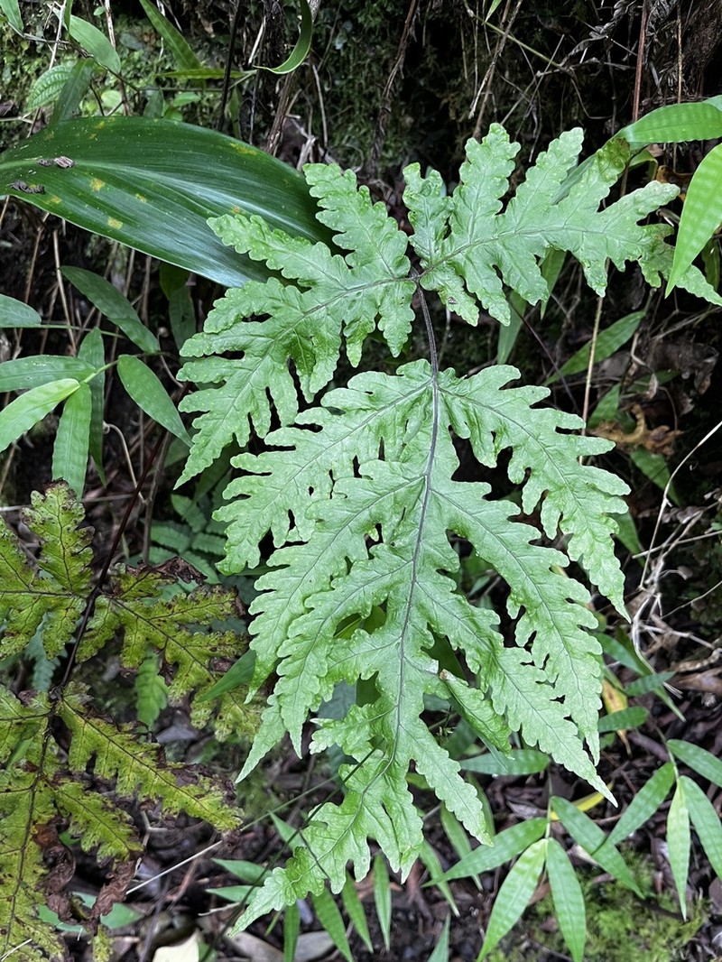 Gaudichaud's Halberd Fern