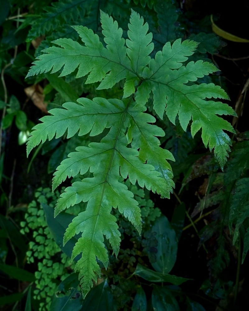 Gaudichaud's Halberd Fern photo 2