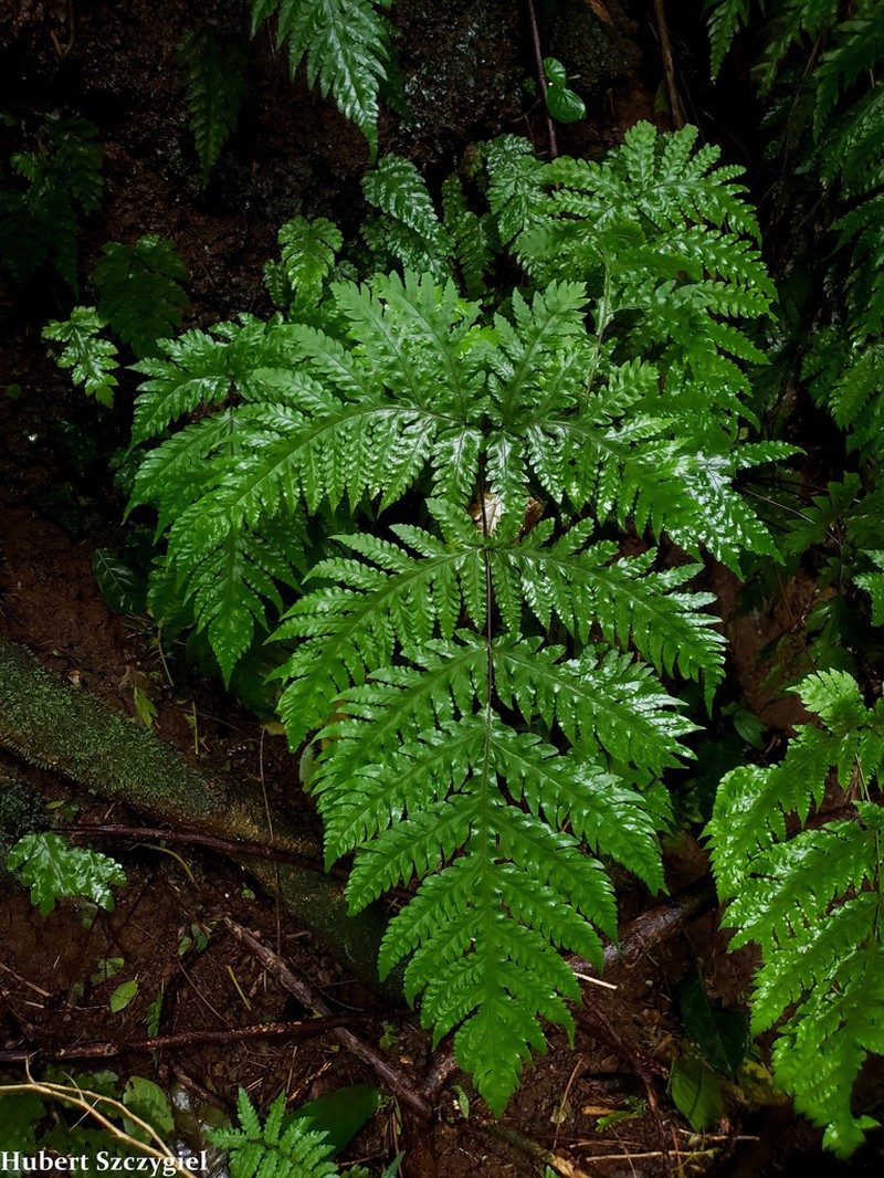 Gaudichaud's Halberd Fern photo 3