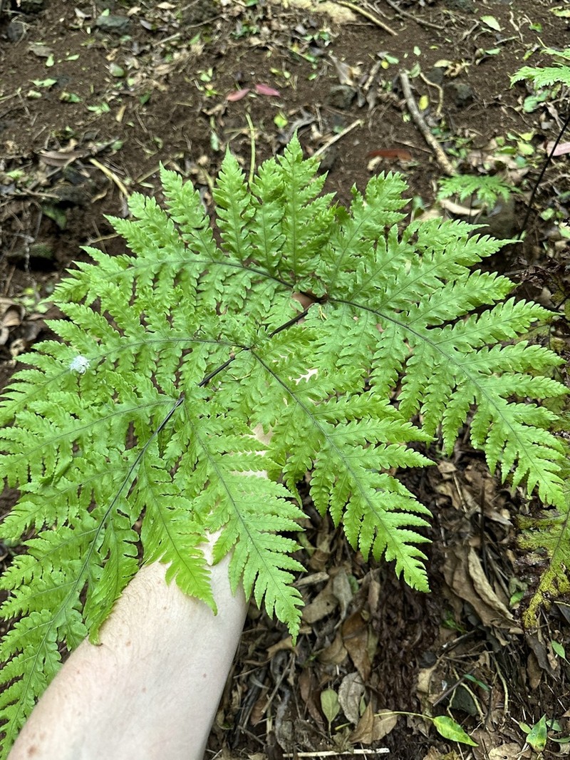 Gaudichaud's Halberd Fern photo 4