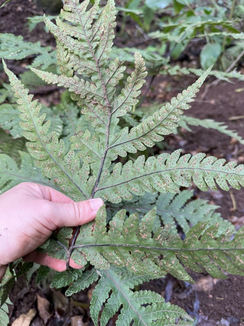 Gaudichaud's Halberd Fern photo 5