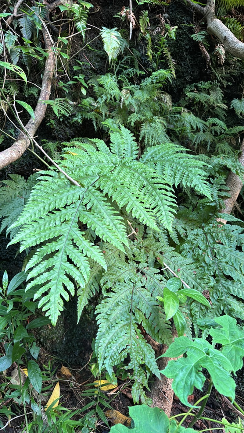 Gaudichaud's Halberd Fern photo 6