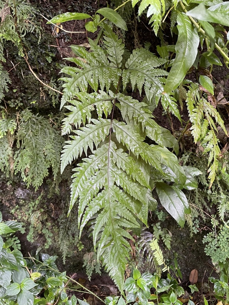 Gaudichaud's Halberd Fern photo 7