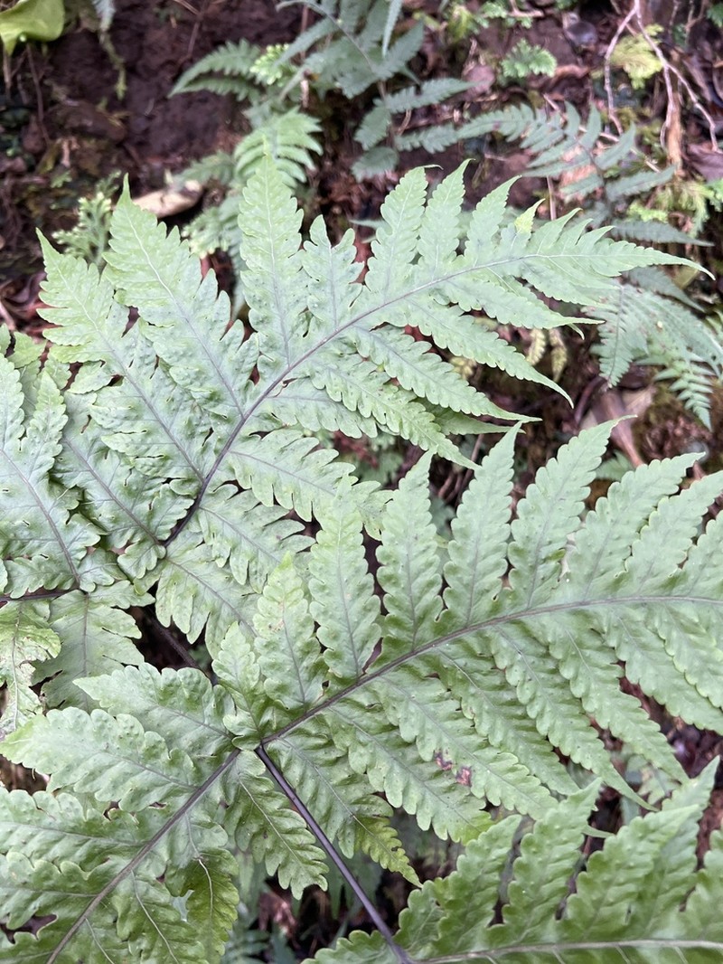 Gaudichaud's Halberd Fern photo 8