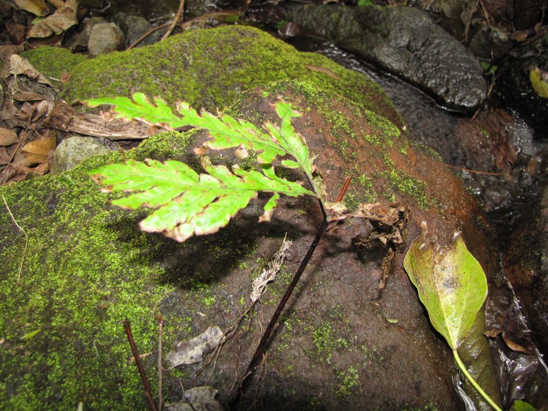 Gaudichaud's Halberd Fern