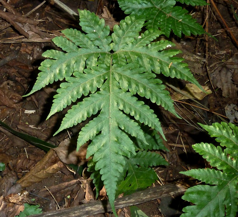 Tectaria gemmifera