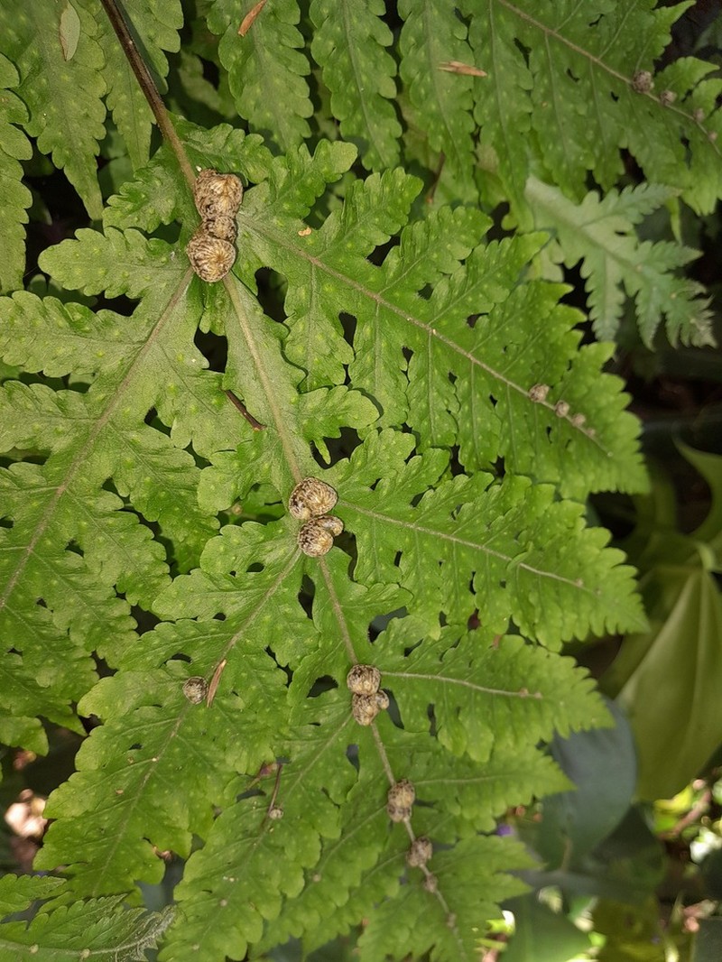 Tectaria gemmifera photo 2