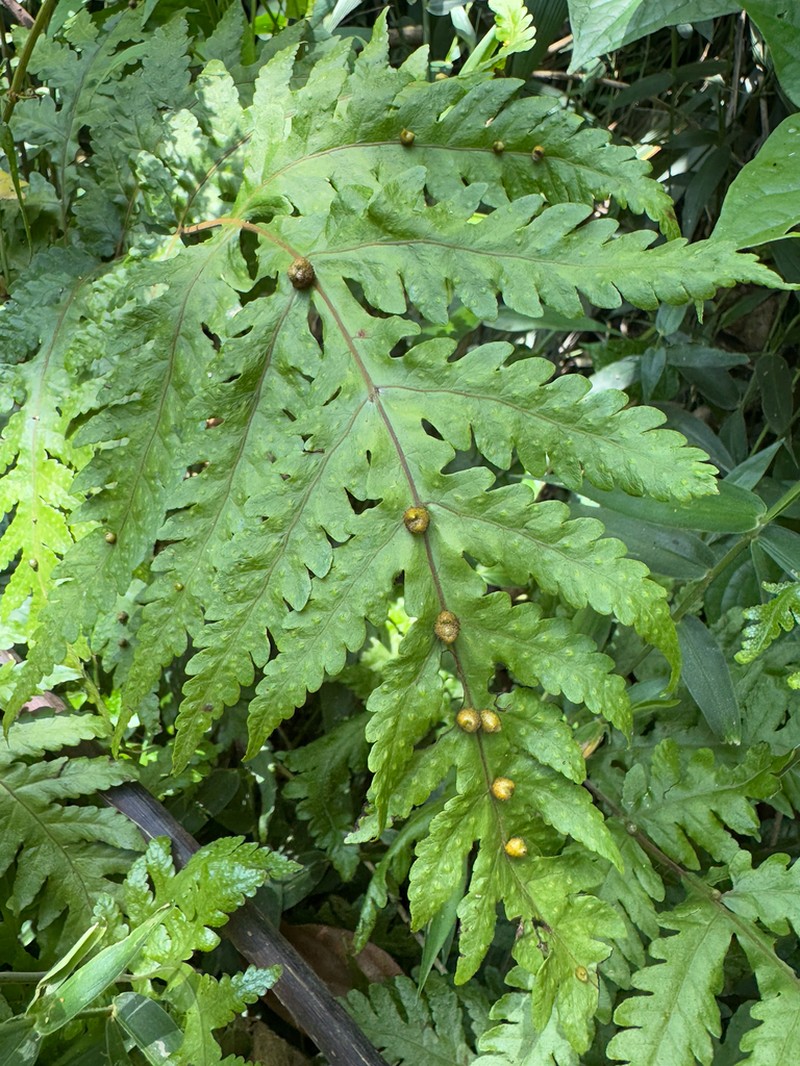 Tectaria gemmifera photo 3