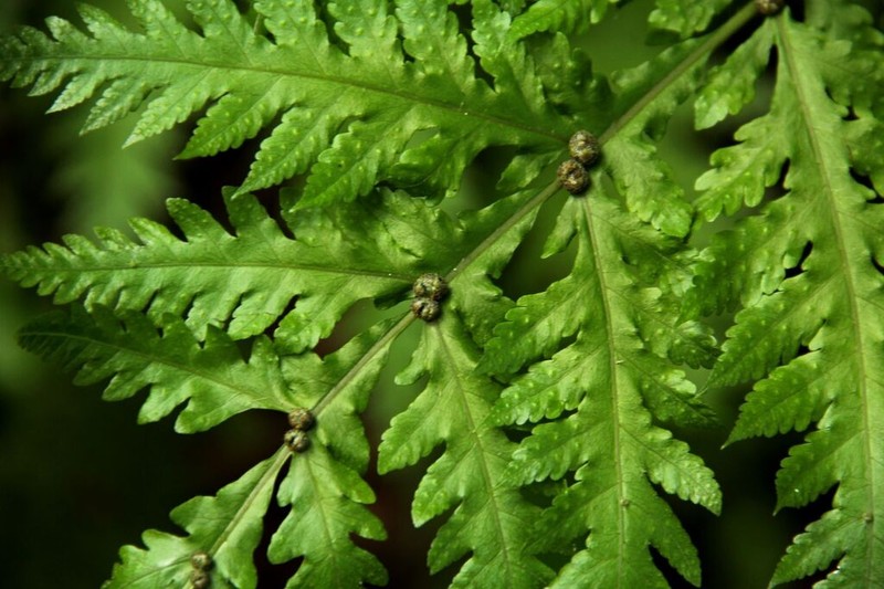 Tectaria gemmifera photo 5
