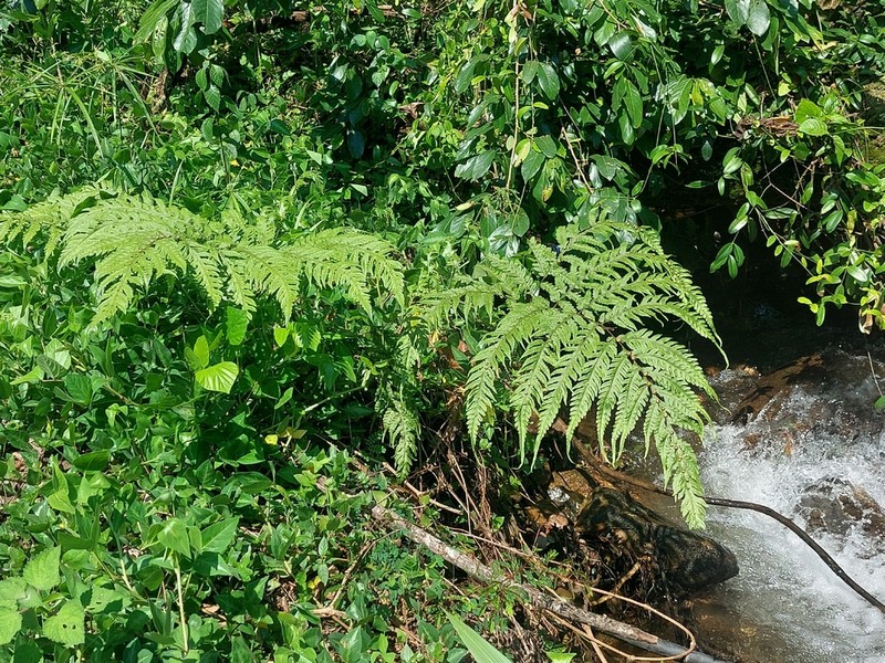 Tectaria gemmifera photo 6