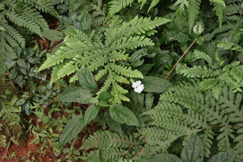 Tectaria gemmifera photo 7