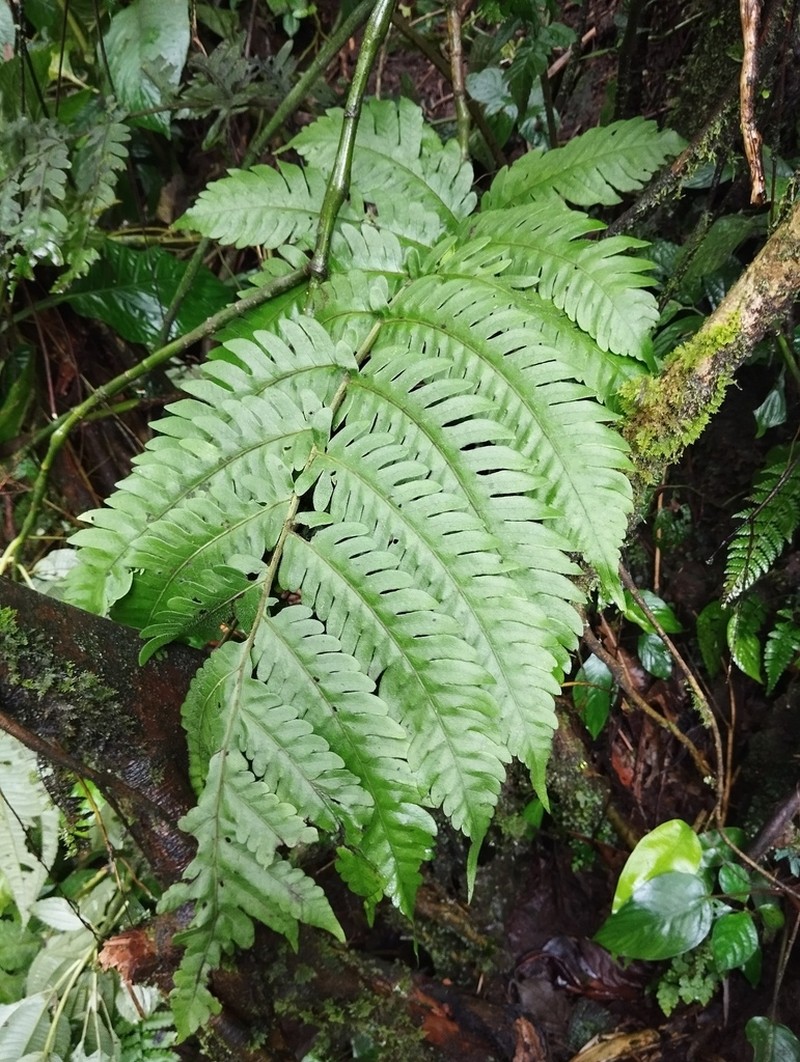 Tectaria gigantea